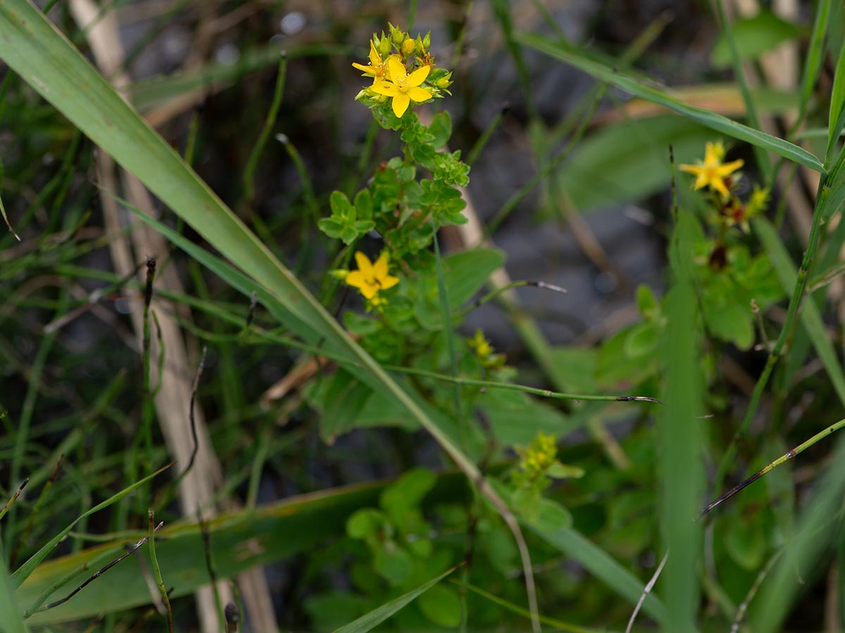 Habitus